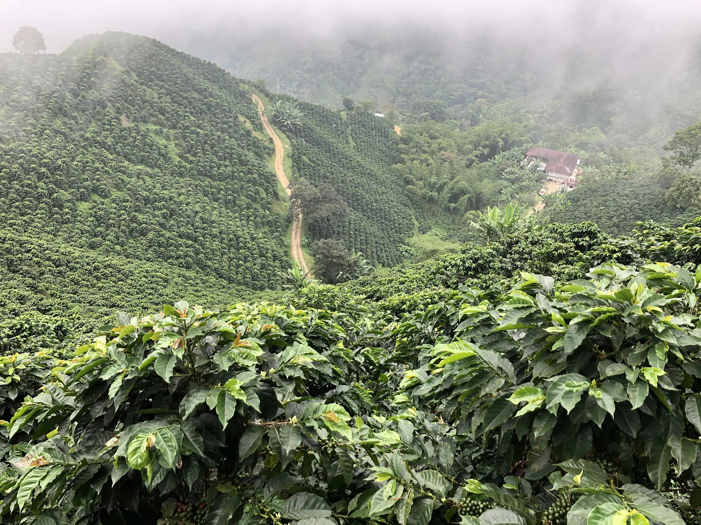 Purchase Gesha Rose Garden coffee with flavors of Strawberry, Papaya, Tea Rose