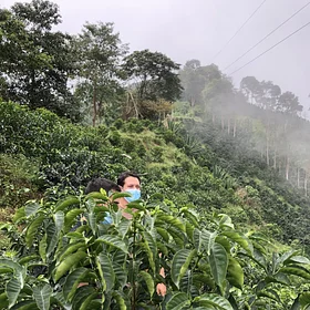 Purchase Gesha Rose Garden coffee with flavors of Strawberry, Papaya, Tea Rose