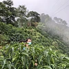 Purchase Gesha Rose Garden coffee with flavors of Strawberry, Papaya, Tea Rose