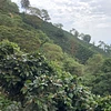 Purchase Gesha Rose Garden coffee with flavors of Strawberry, Papaya, Tea Rose