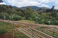 Magarrisa Chelbesa #5