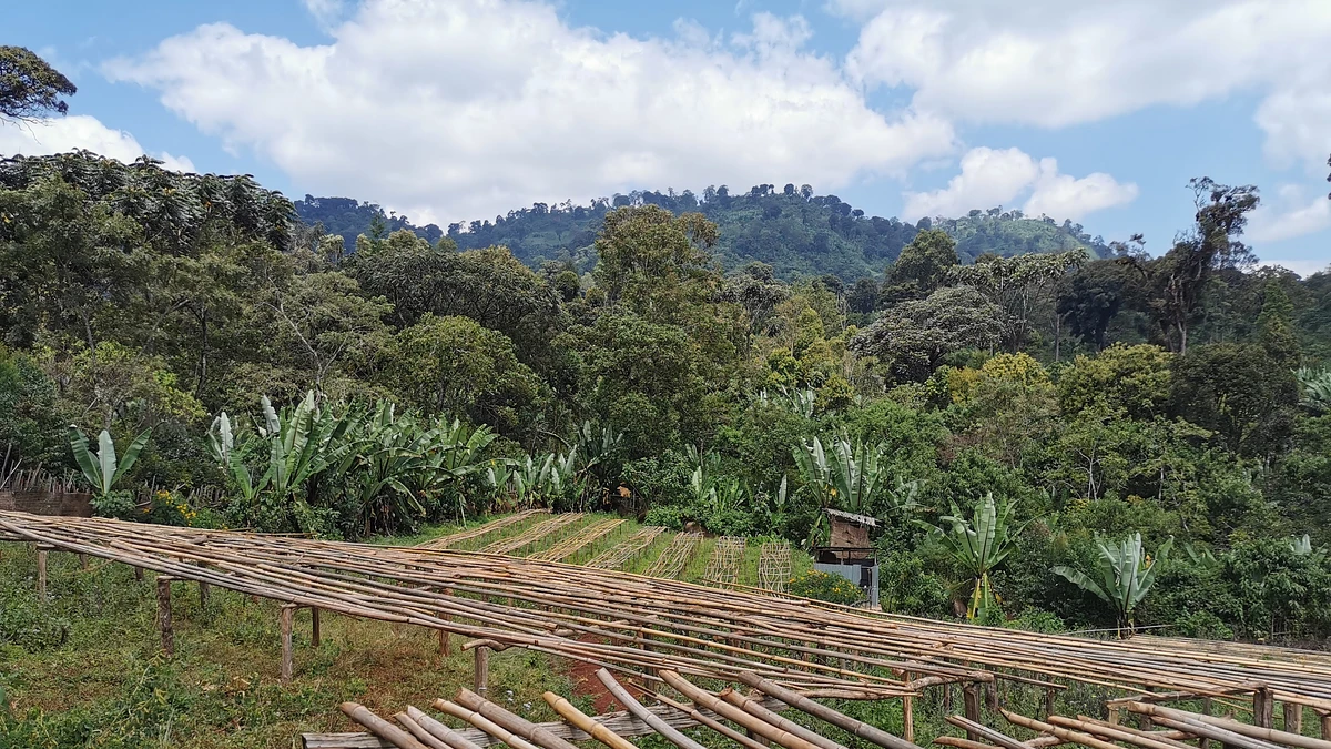 Magarrisa Chelbesa #5