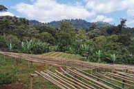 Magarrisa Chelbesa #5