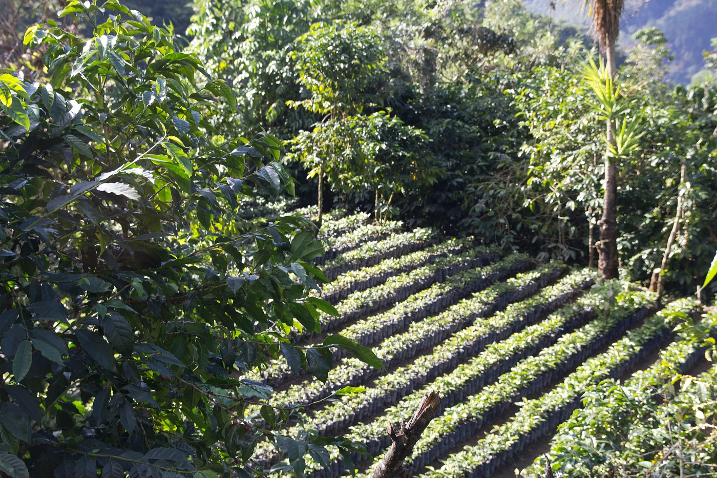 Purchase La Bendicion coffee with flavors of Tasting Notes: Caramel, Dark Chocolate, Plum