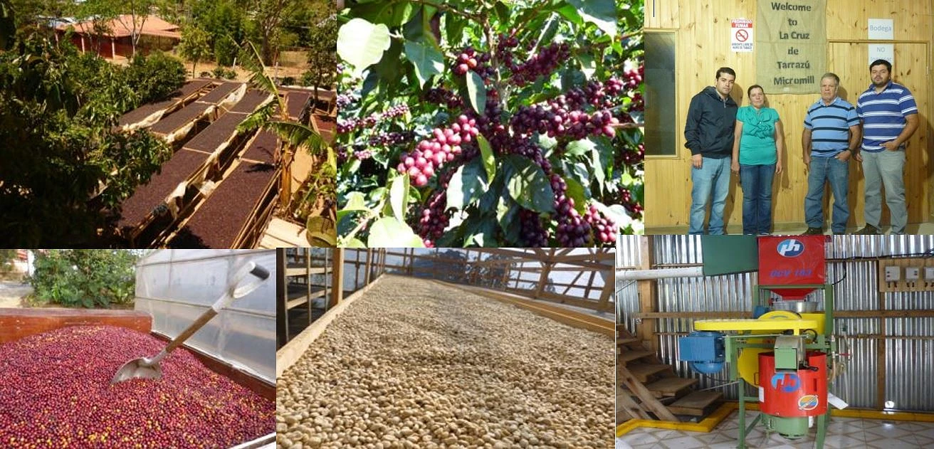 Purchase La Cruz coffee with flavors of Red Apple, Cherry, Stonefruit