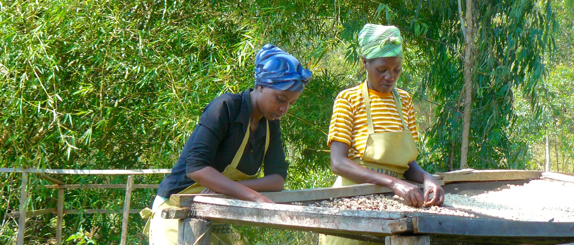Purchase Maraba coffee with flavors of Prunes, Apricot, Lime, Grapefruit