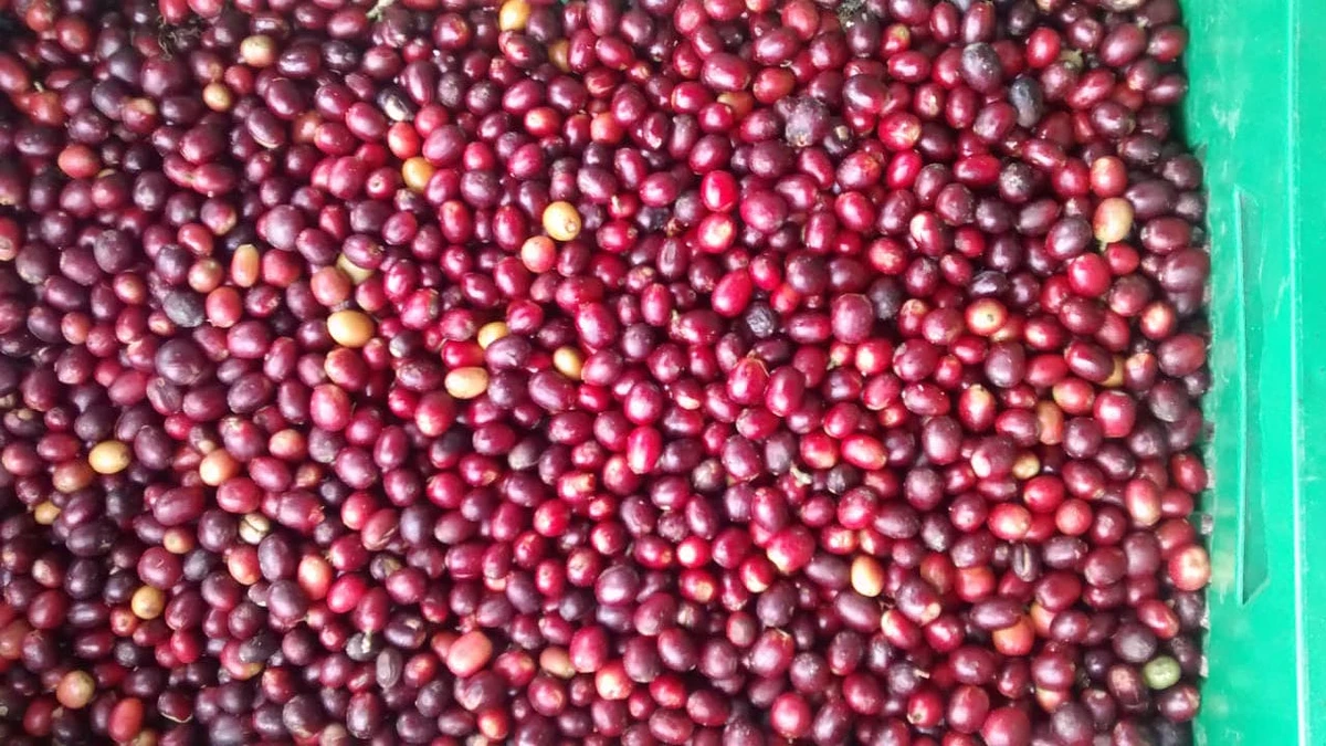 Classic: Santa Elena #2