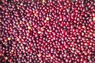 Classic: Santa Elena #2