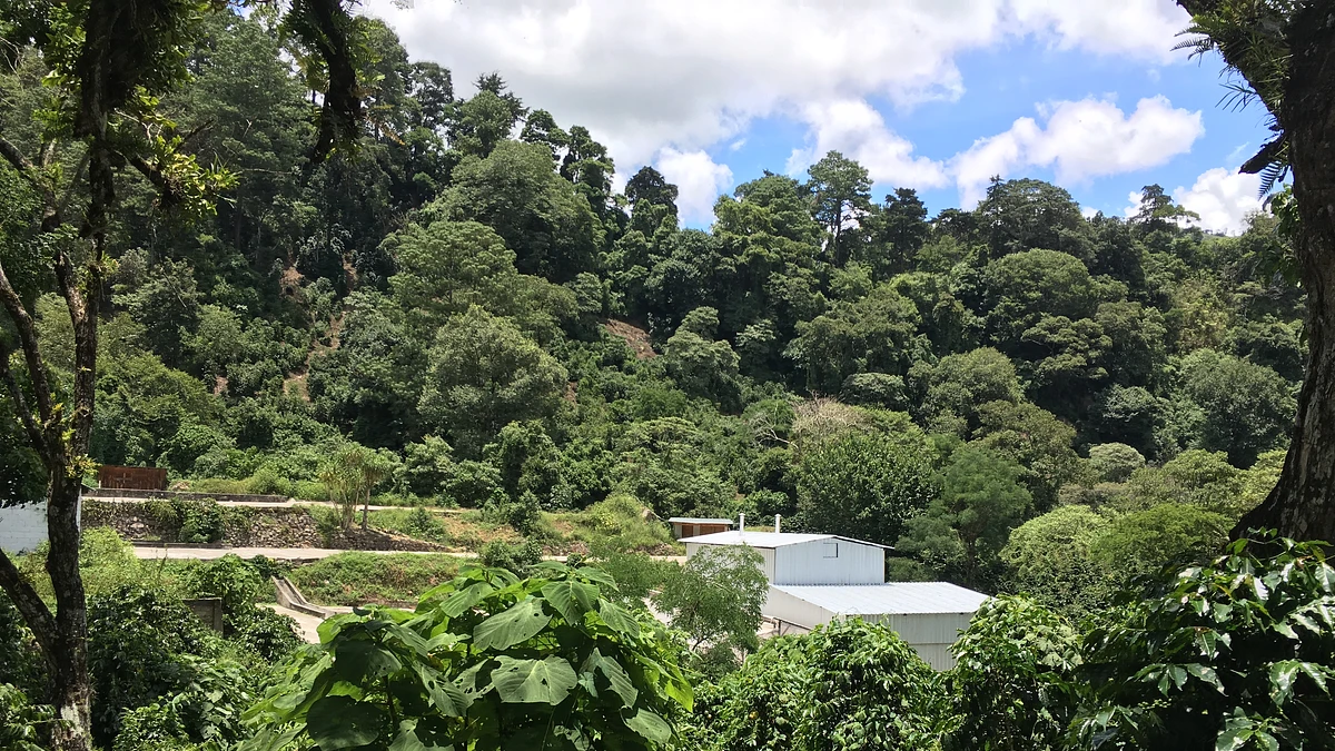 Tasting Series: El Socorro Geisha 2021