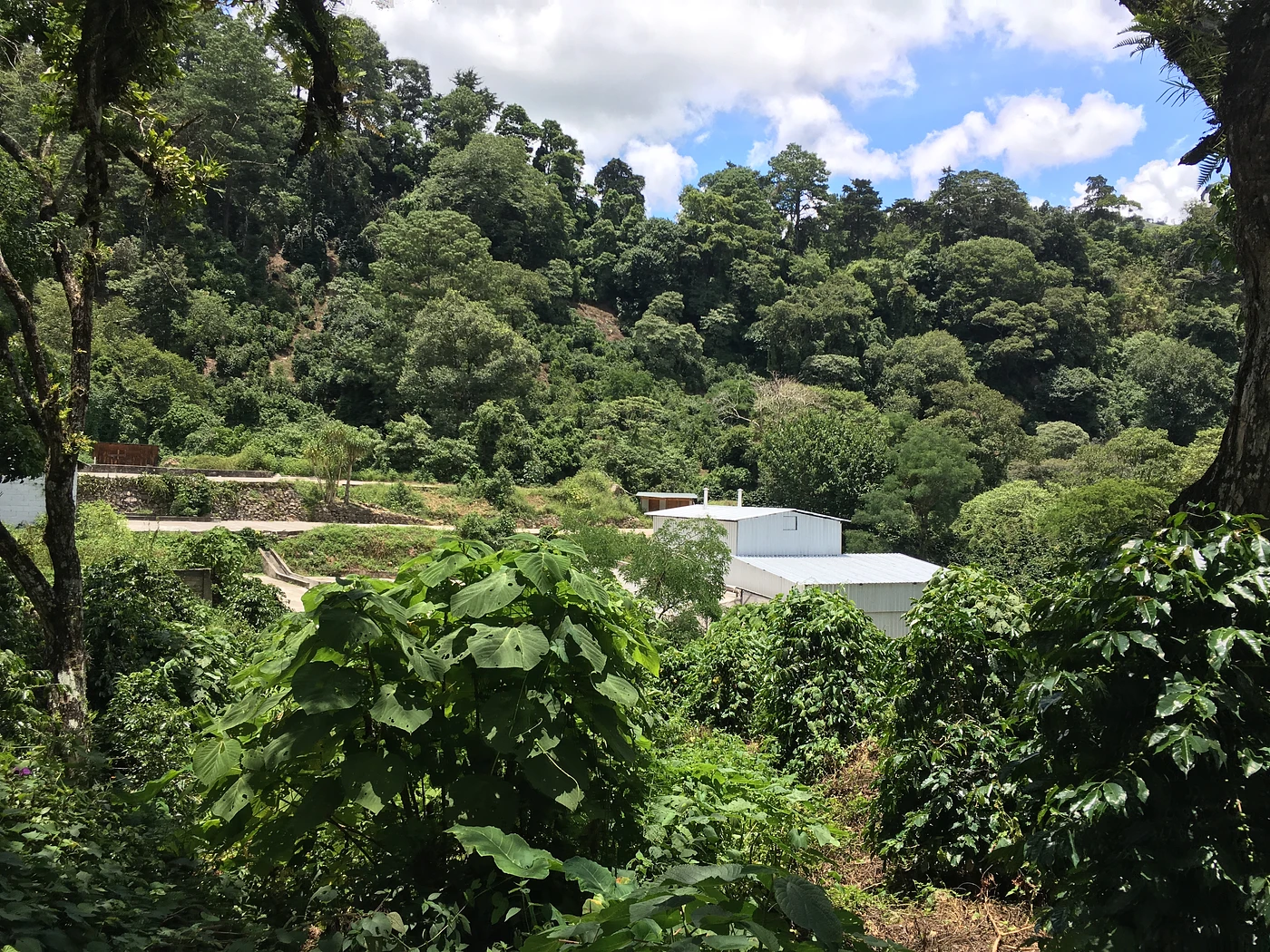 Purchase Encore Week: El Socorro Geisha 2021 coffee with flavors of Strawberry, Jasmine, Bergamot