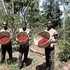 Purchase Suke Quto Natural coffee with flavors of Lemon, Chocolate, Lychee, Vanilla