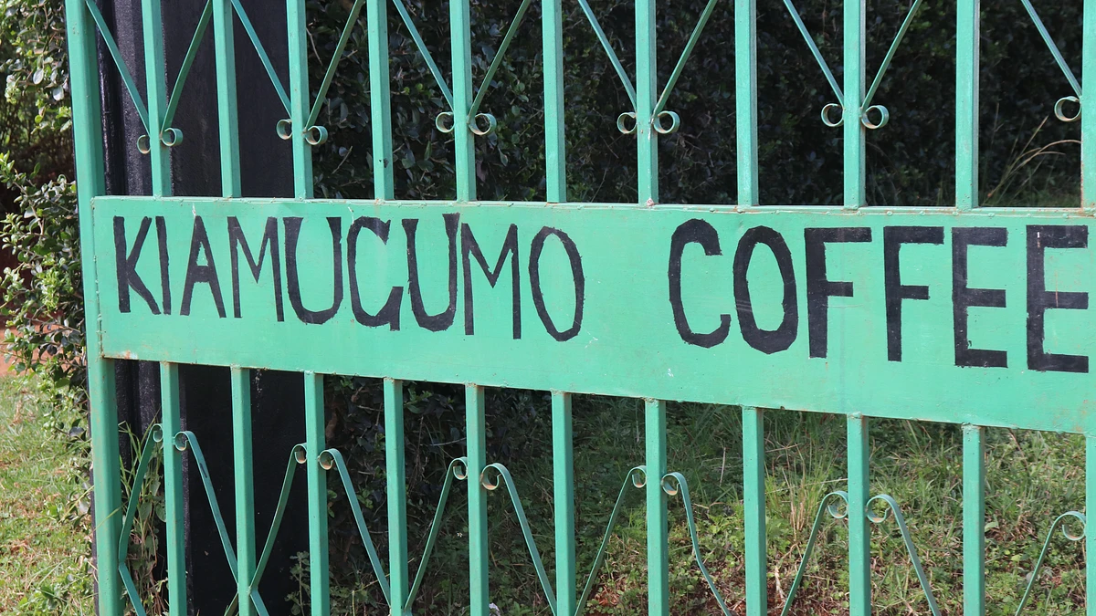 Kiamugumo coffee in Kirinyaga County, Kenya