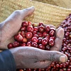 Kiamugumo coffee in Kirinyaga County, Kenya