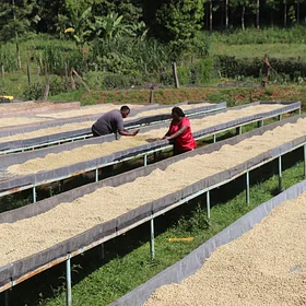 Kiamugumo coffee in Kirinyaga County, Kenya
