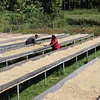 Kiamugumo coffee in Kirinyaga County, Kenya