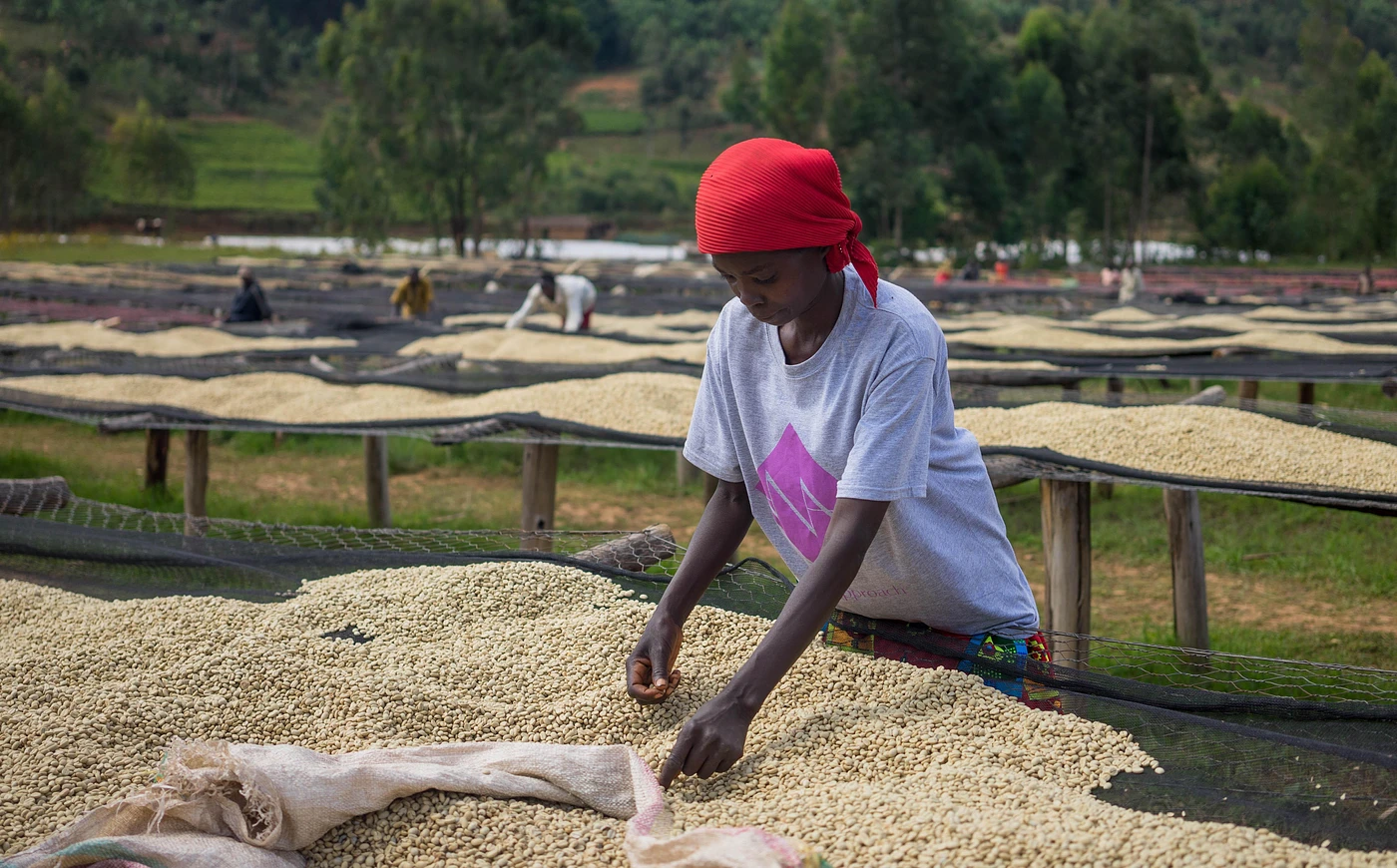 Purchase Buziraguhindwa Shade #3 coffee with flavors of Tasting Notes: Citrus, Honey, Lychee