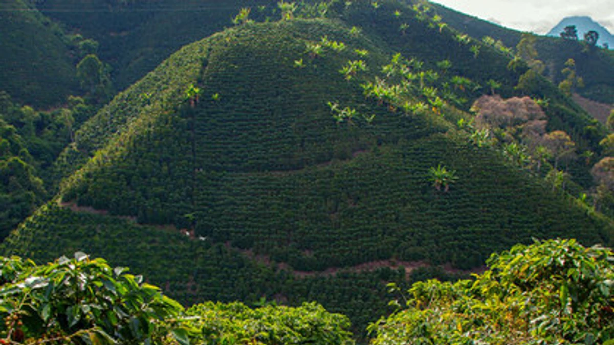 Valle Del Cauca Decaf