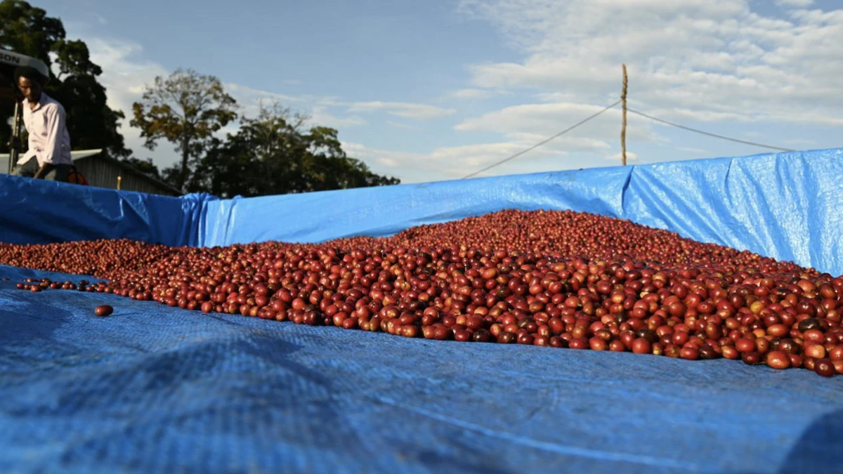 Purchase Gesha Farm Washed coffee with flavors of 