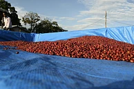 Gesha Farm Washed