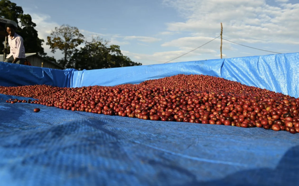 Purchase Gesha Farm Washed coffee with flavors of 