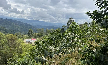 TS: El Diviso - Lot #1