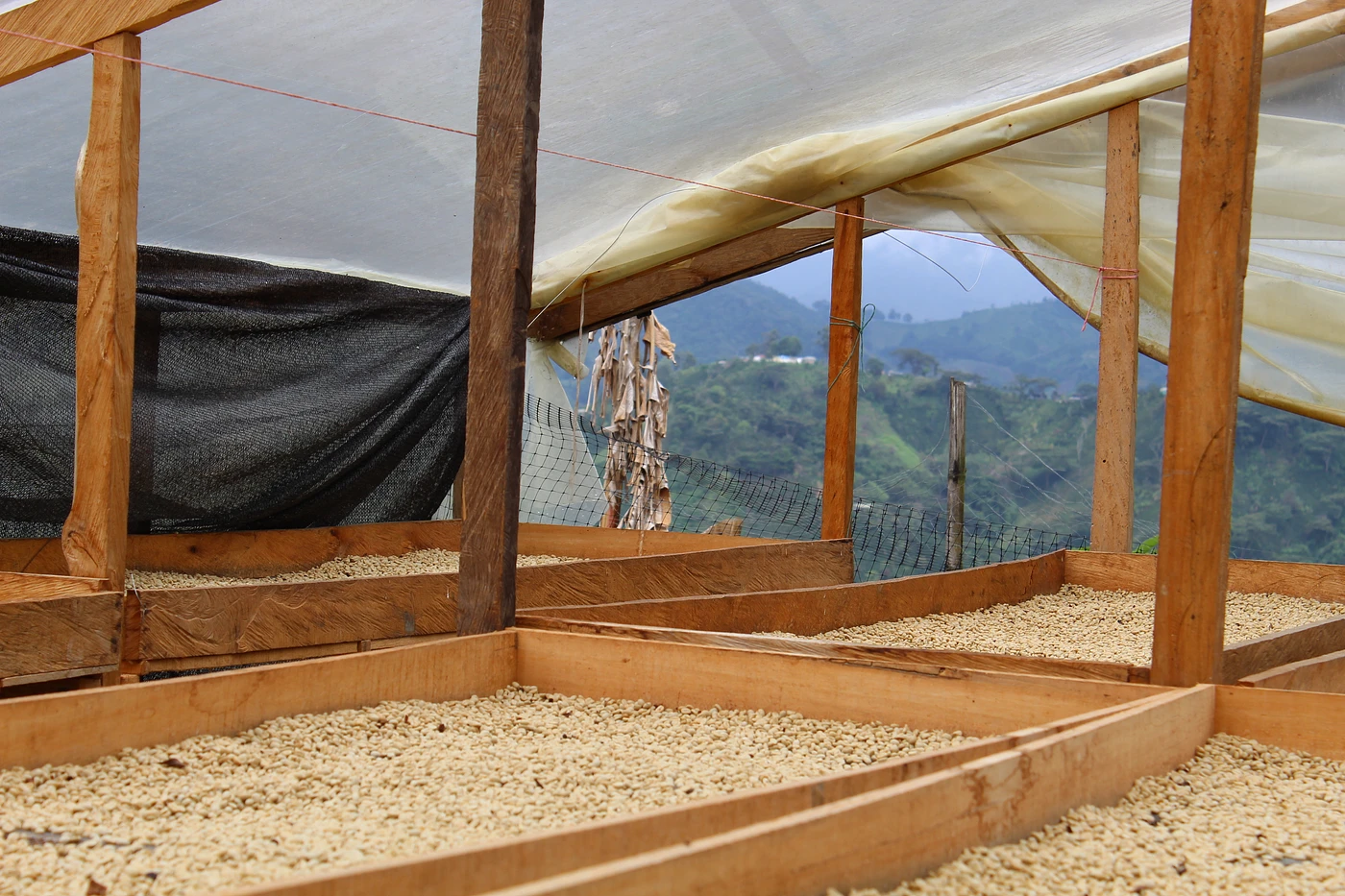 Purchase Miranda coffee with flavors of Tasting Notes: Blueberry, Tropical Fruit, Complex