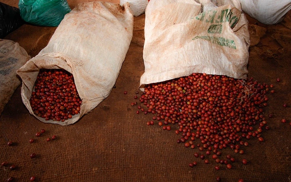Purchase Kiamabara coffee with flavors of Semisweet chocolate, grapefruit, raspberry