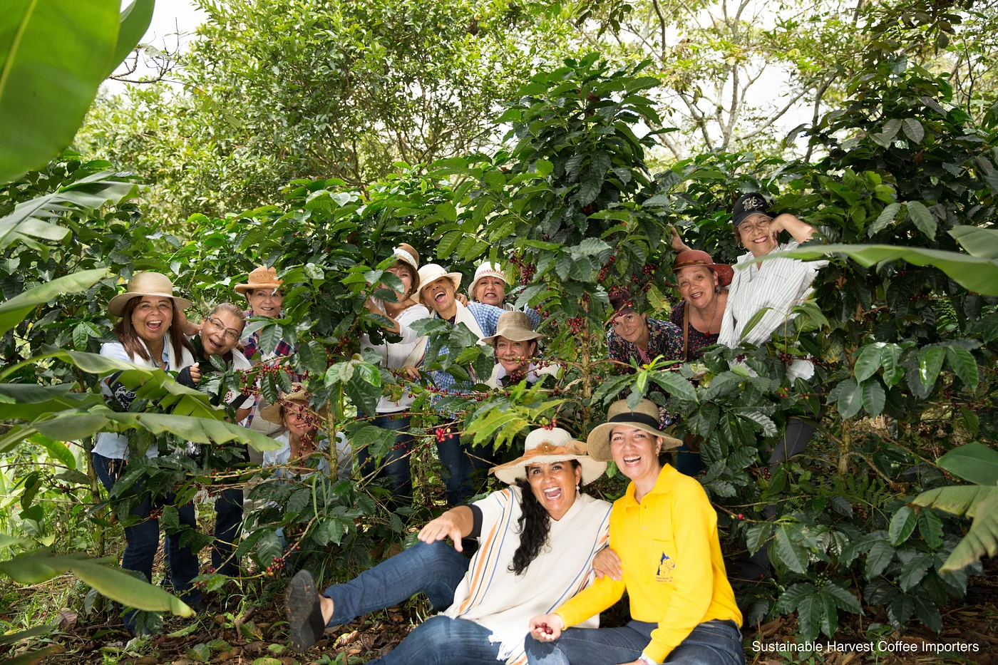 Purchase Classic: Mujeres de Risaralda coffee with flavors of Tasting Notes: Chocolate, Grapefruit, Honey