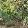 Purchase San Carlos coffee with flavors of Chocolate, Caramel, Lemon, Tropical