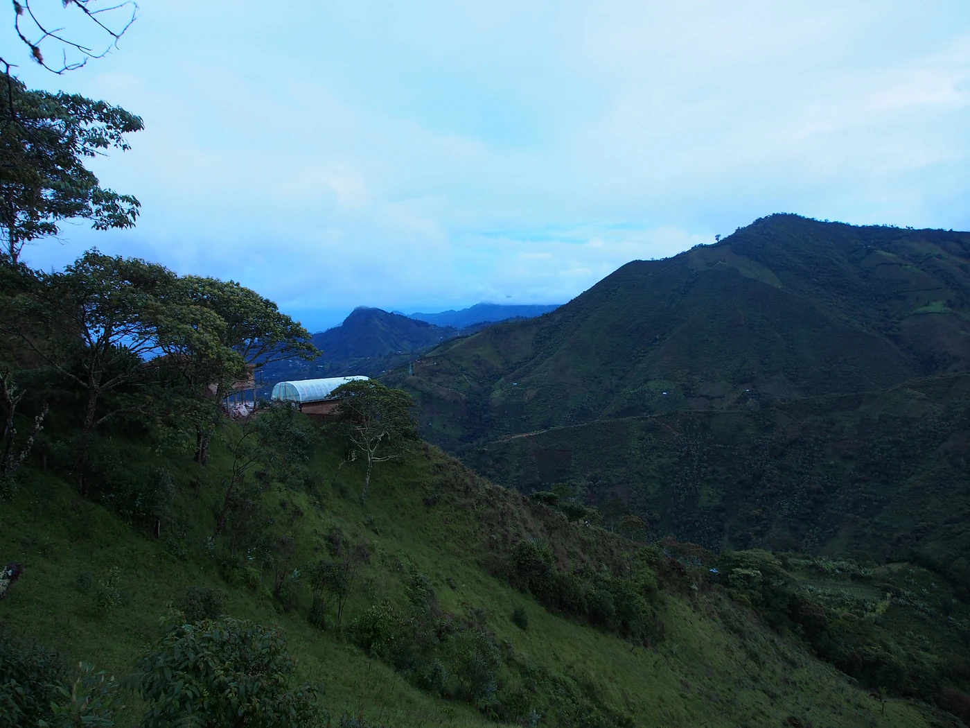 Purchase San Rafael  coffee with flavors of Black Currant, Chocolate, Molasses