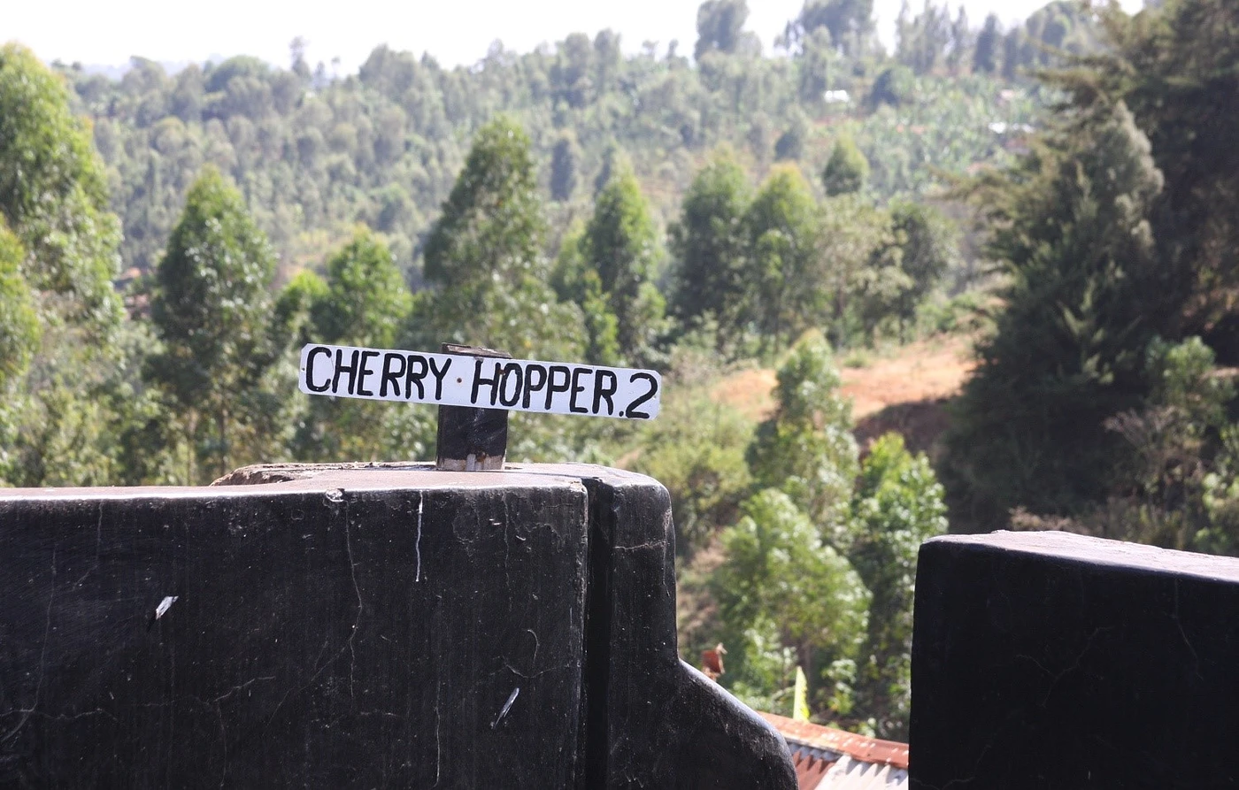 Purchase Karogoto Peaberry coffee with flavors of Karogoto Peaberry
