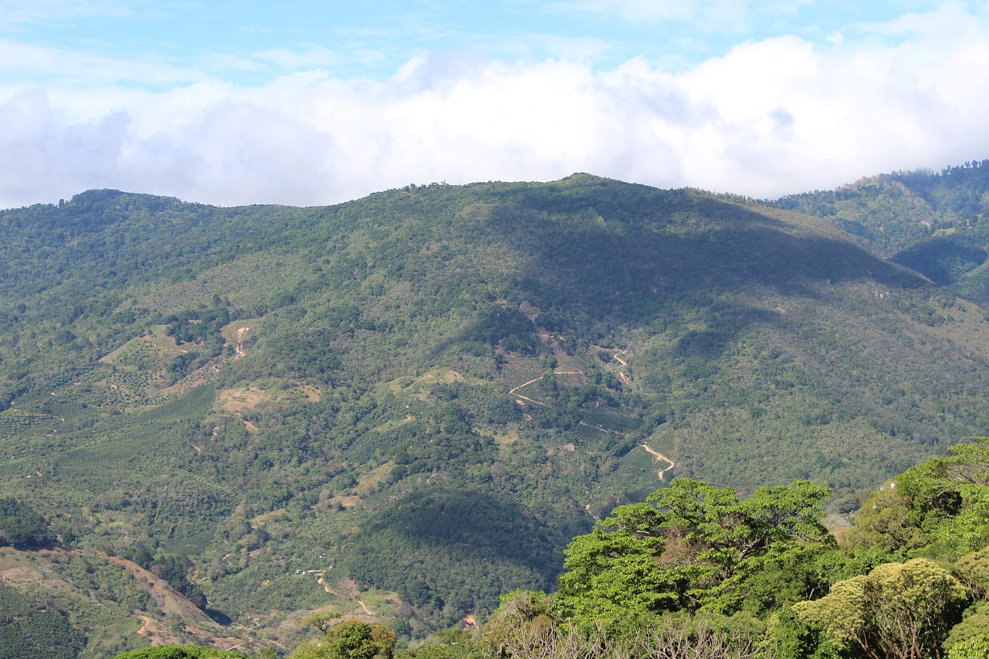 Purchase Pedregal 2019 coffee with flavors of Tasting Notes: Berry, Sugar, Dense