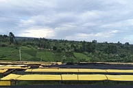 Tasting Series: Muchagara AA