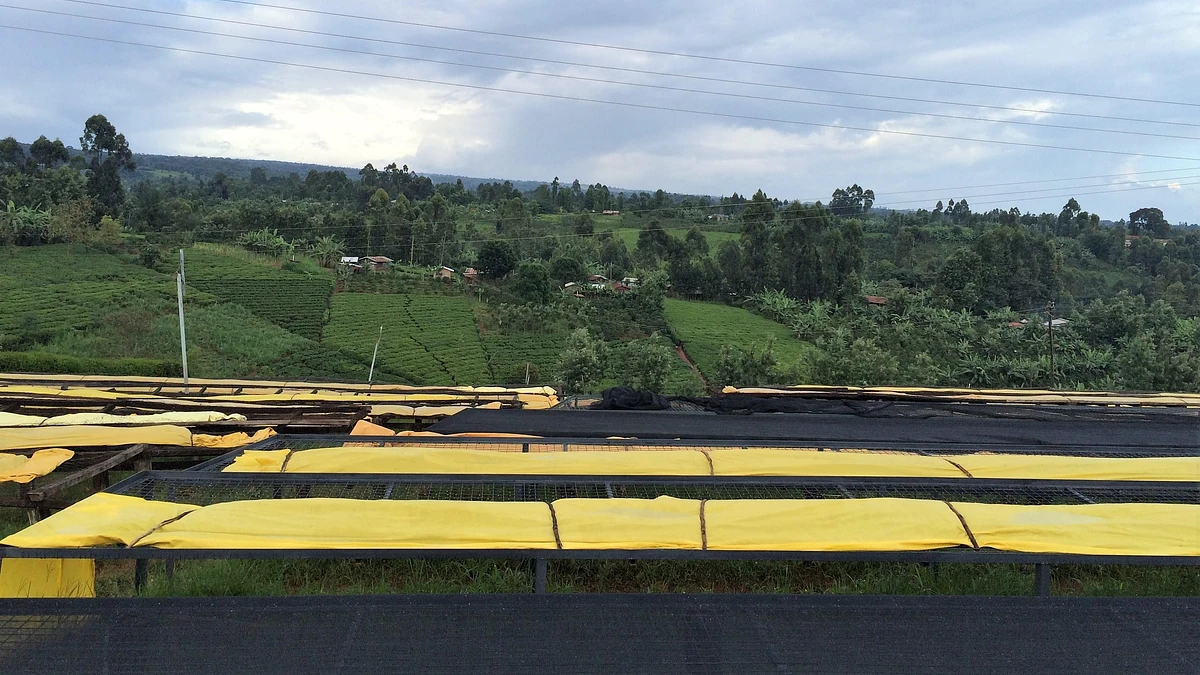 Tasting Series: Muchagara AA