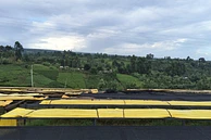 Tasting Series: Muchagara AA