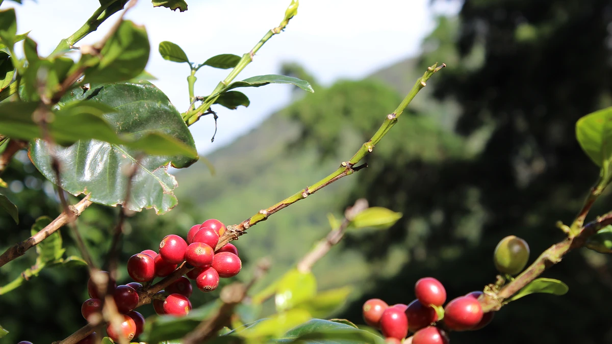 Purchase Classic: Candelaria coffee with flavors of Plum, Chocolate, Caramel