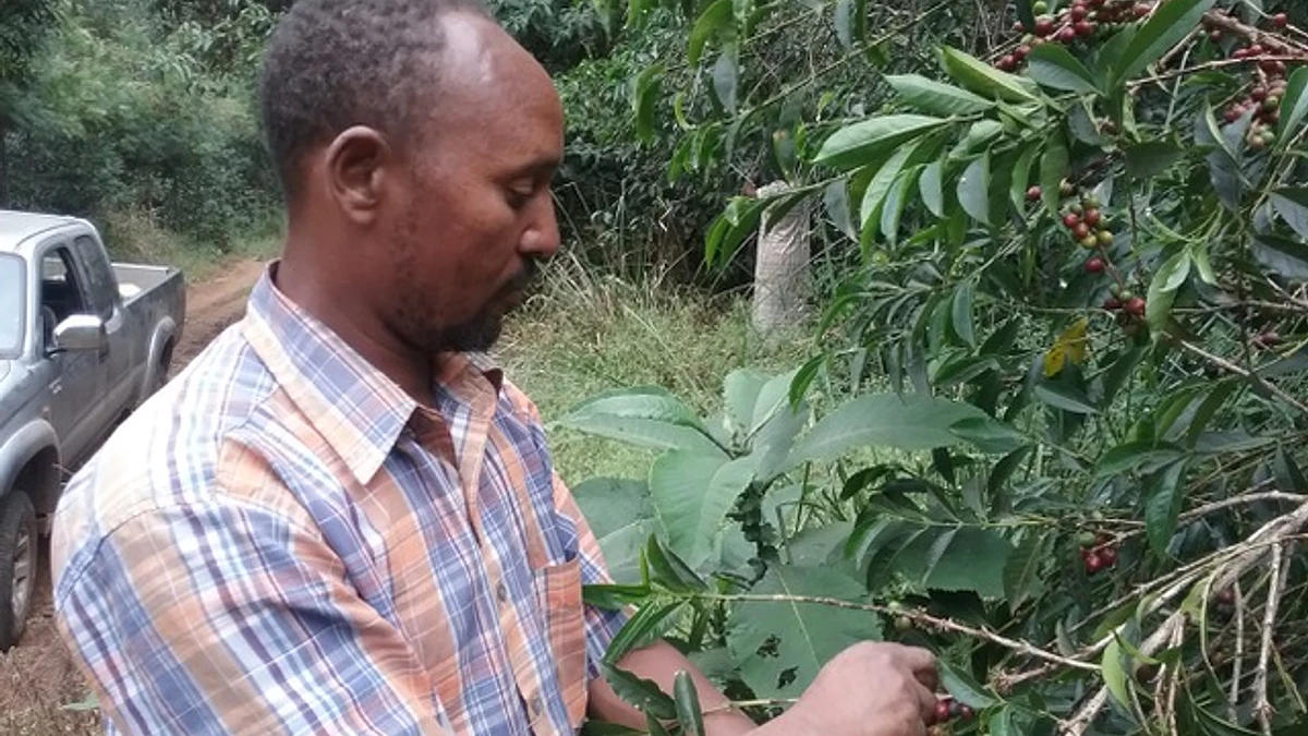 Limmu Kossa
