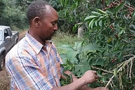Limmu Kossa