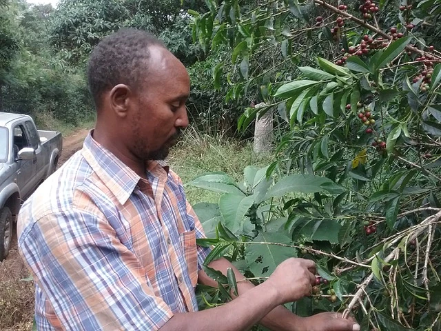 Purchase Limmu Kossa coffee with flavors of Black Tea, Peach, Candied Plum, Lime