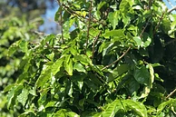 Nossa Senhora do Carmo