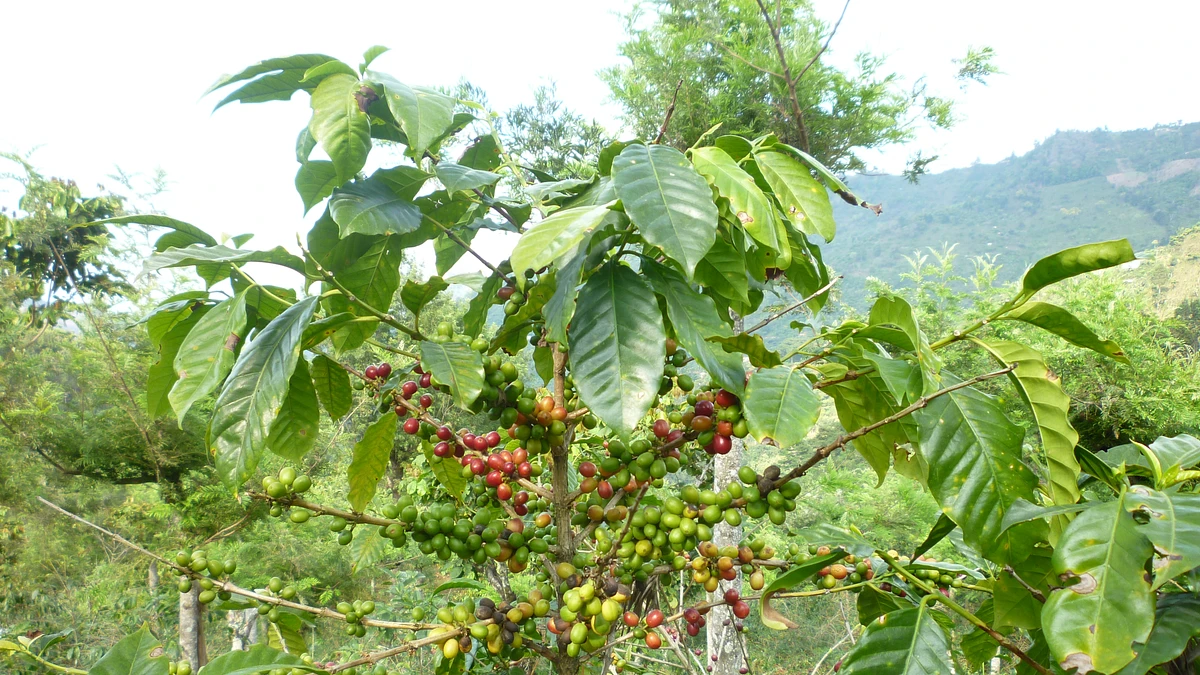 Las Piedras