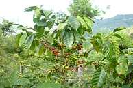 Las Piedras