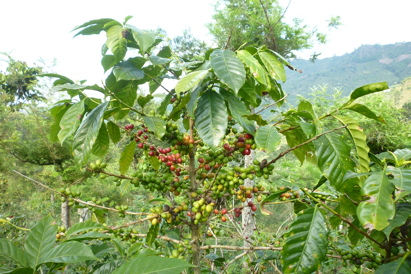 Purchase Las Piedras coffee with flavors of Perfume, Lemon, Nutmeg, Spices
