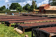 Kamundu Peaberry