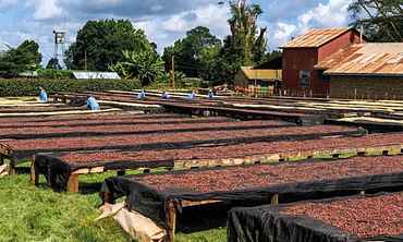 Kamundu Peaberry