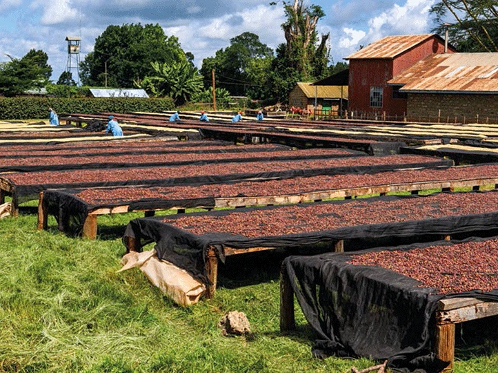 Coffee drying on raised beds beside farm buildings at Kamundu Estate.