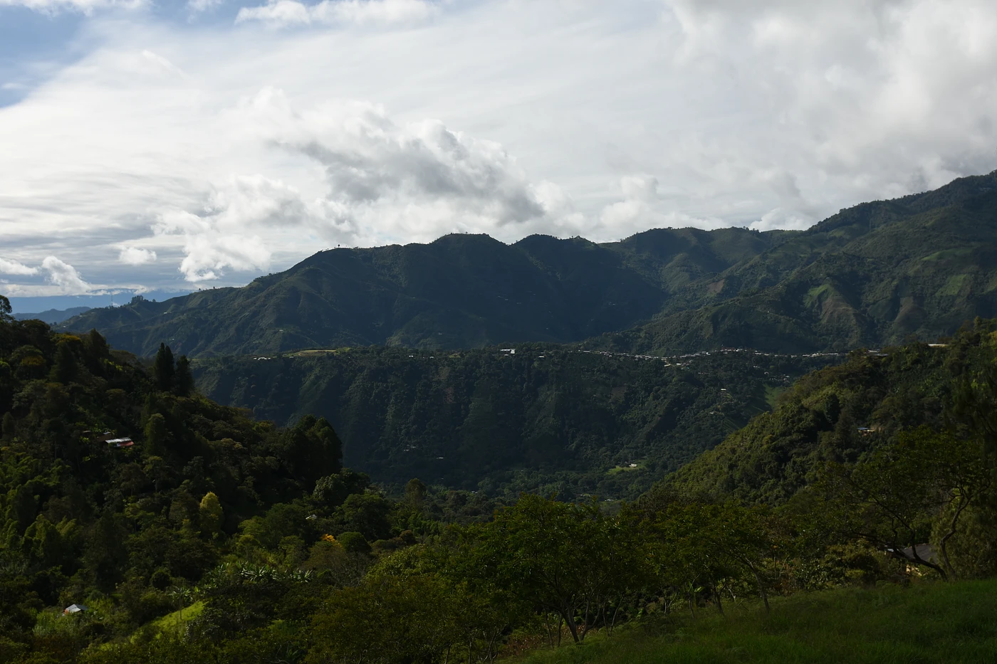Purchase Tolima Hermosas Decaf coffee with flavors of Dark Fruit, Concord Grape, Vanilla