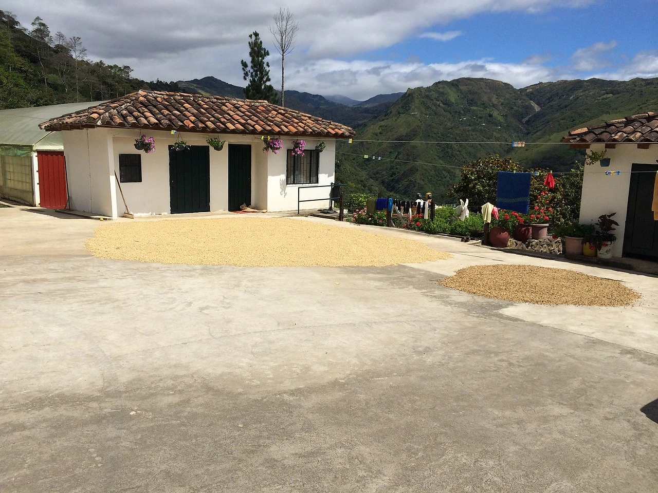 Purchase El Cajon coffee with flavors of Tasting Notes: Raspberry, Wine, Gooseberry
