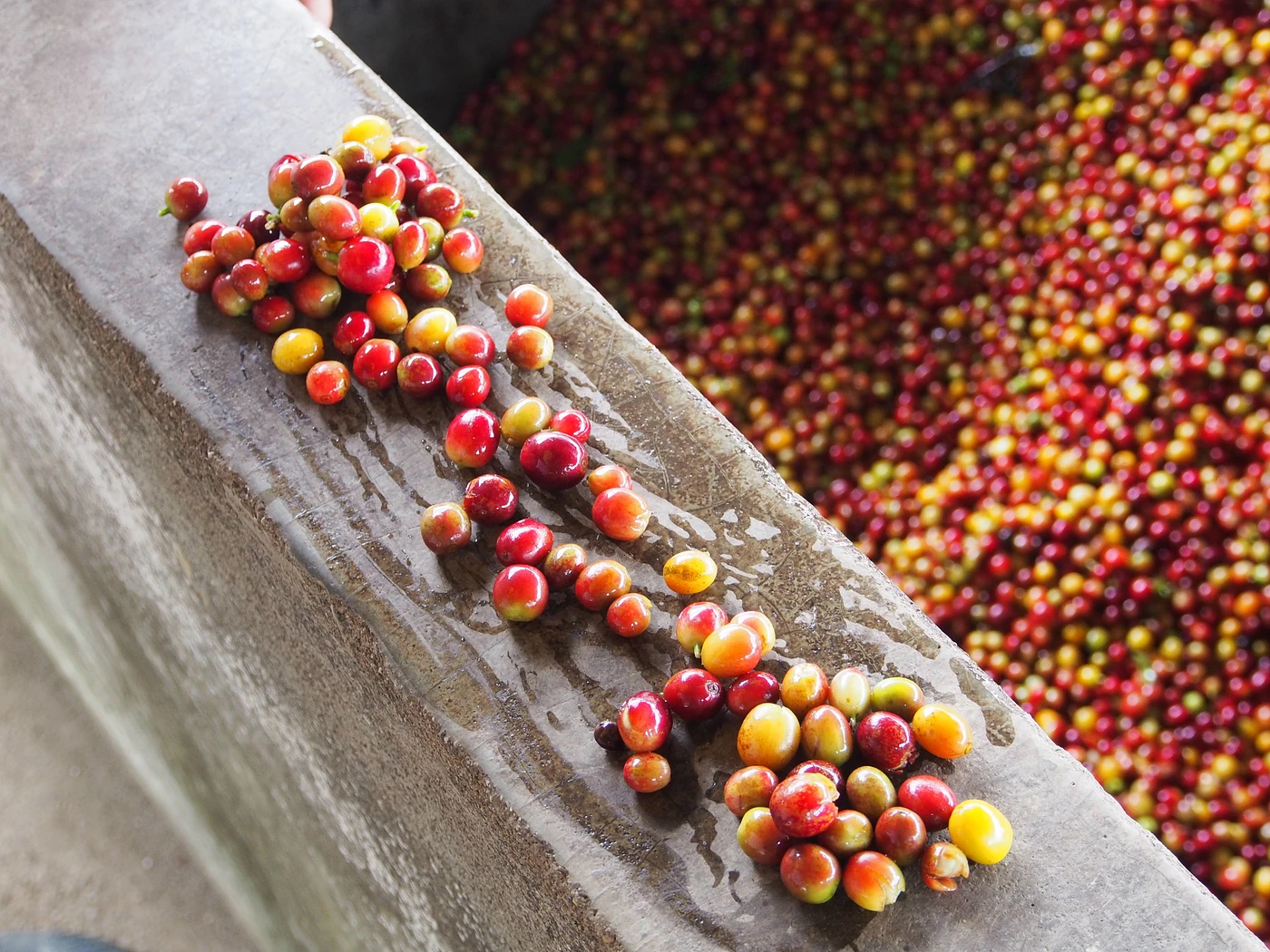 Purchase Jose Alviero coffee with flavors of Citrus, Honey, Grape, Almond