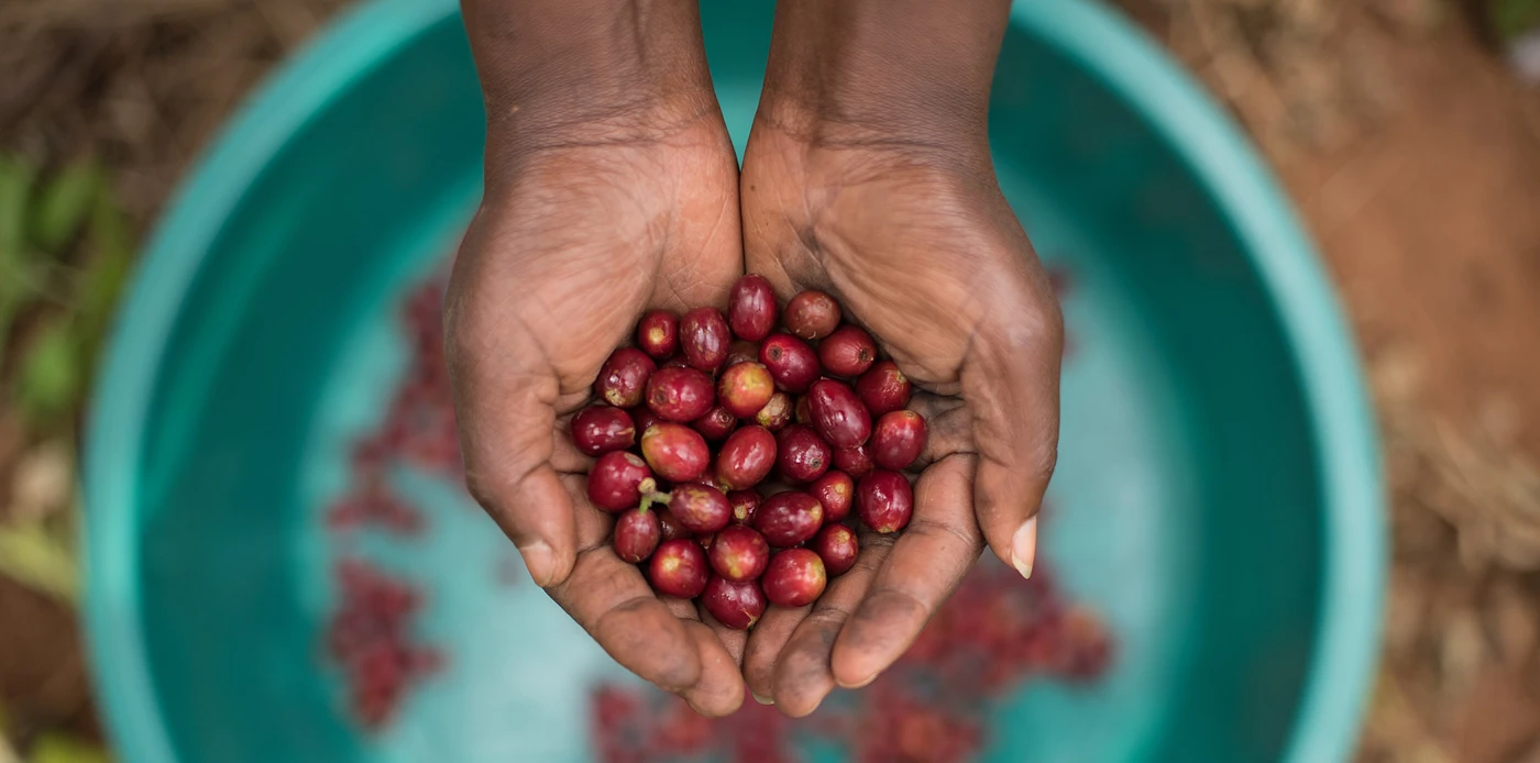 Purchase Gisuma coffee with flavors of Red Grape, Honeysuckle, Tartaric